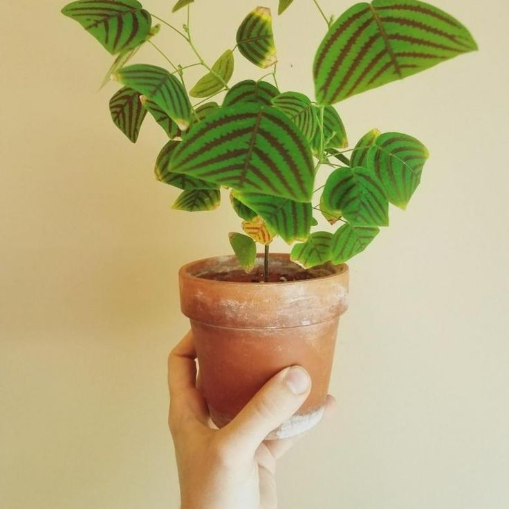 Кристия полусерцевидная: красота тропиков у вас дома