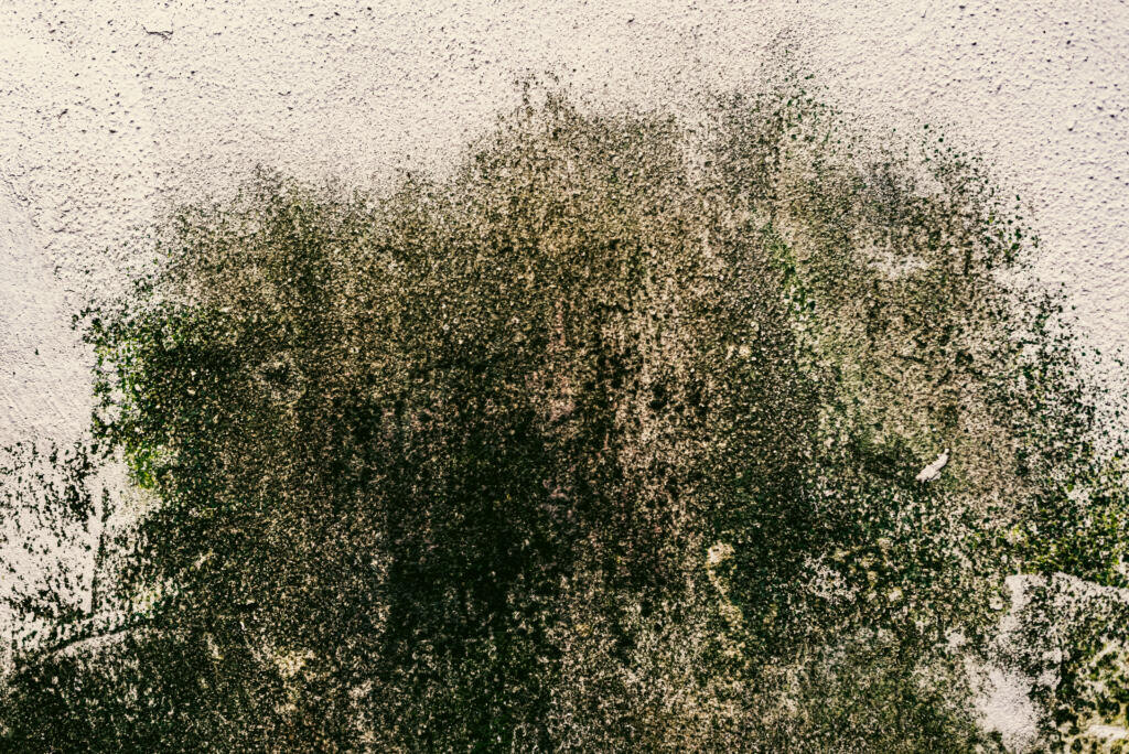 Как победить плесень: простые советы по борьбе с влажностью в вашем доме
