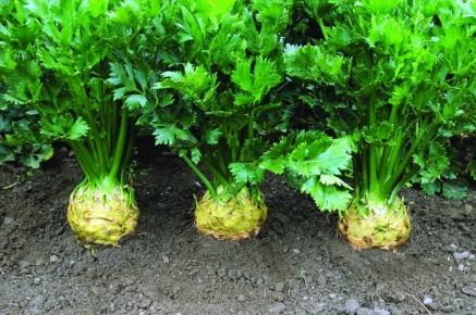 ������� ��������� ����������� ��������� ���������