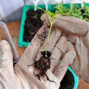 ��� ��������� ���������� ������� ������: ������ �� ���������