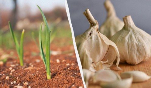 ��� ��������� ������ ������ ������ � ���: ������ �� ������� �����