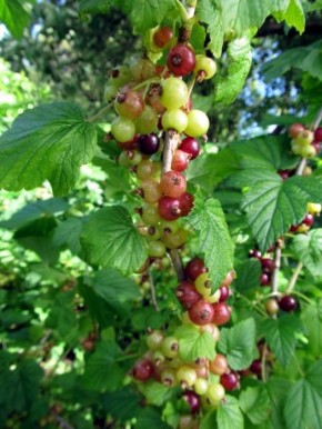 ������ ��� ���������� �������� ��������� ������: ��� ����� �����