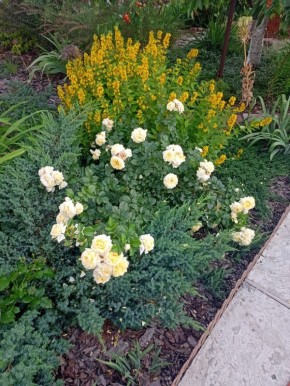 ����� ��� ��������: �� ���������������� �� ���������