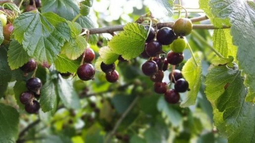 ������������� ������� ������ ���������: �� ������� �� �����