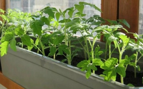 �������� ������� ������� ������� � �����