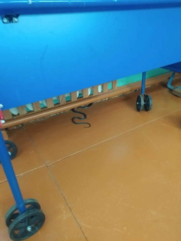 В костромской деревне Кузьмищи семейство змей обосновалось в административном здании В костромской деревне Кузьмищи семейство змей обосновалось в административном здании