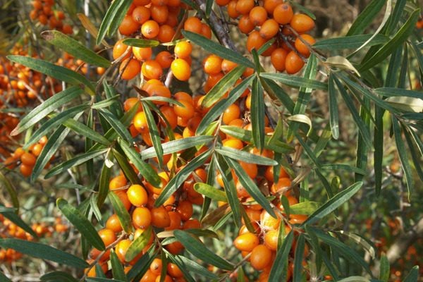 Облепиха сорта Превосходная: секреты успешного выращивания и удивительные плоды