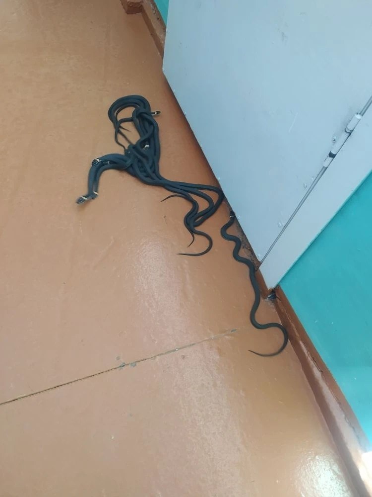 В костромской деревне Кузьмищи семейство змей обосновалось в административном здании