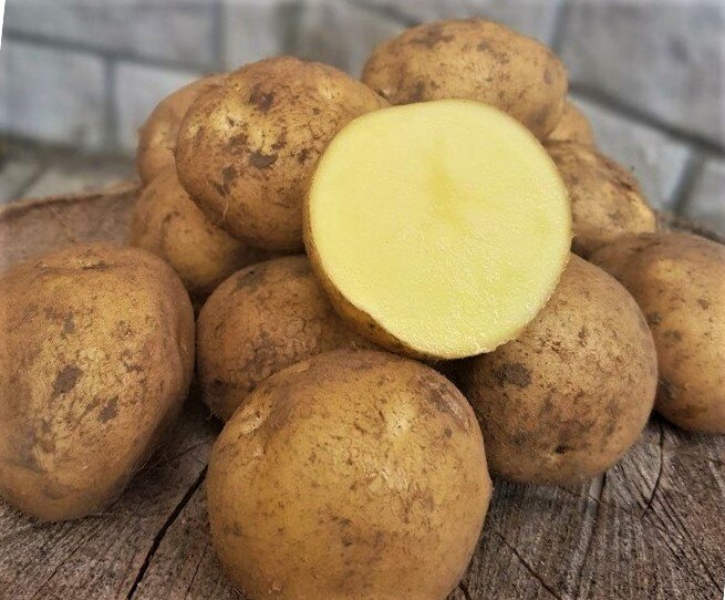 Подготовка картофеля к посадке: советы для безупречного урожая