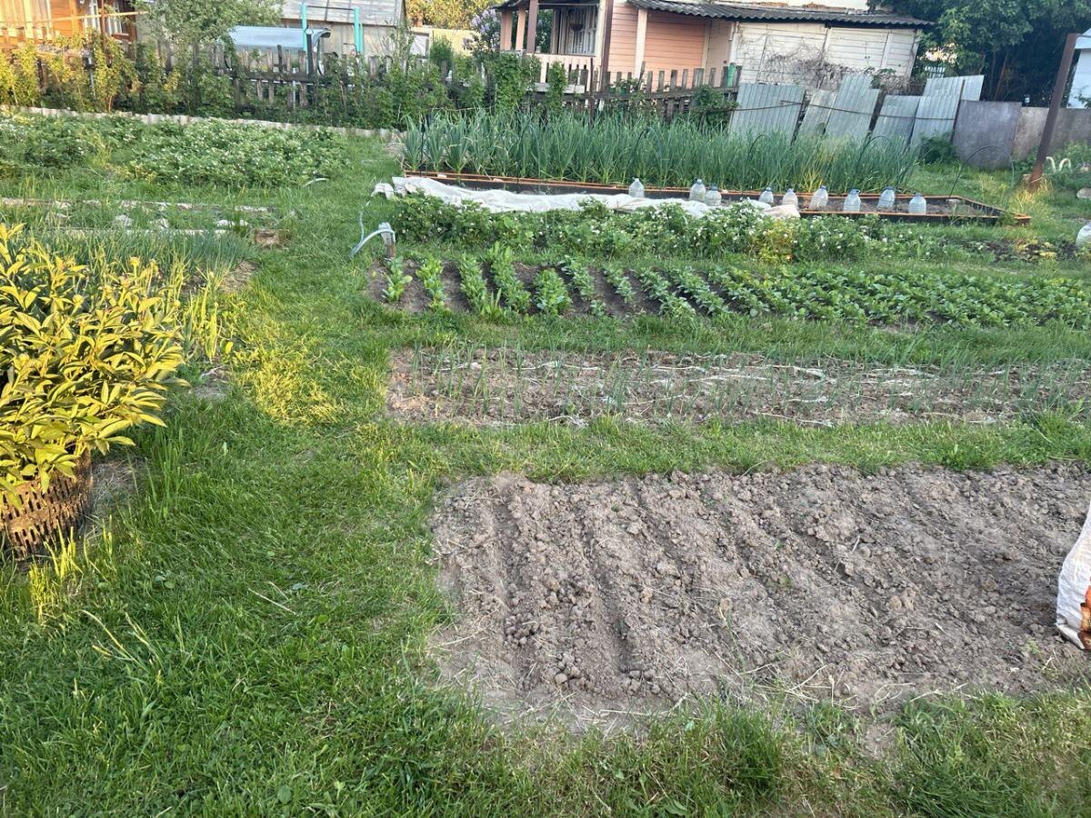 Секреты борьбы со слизнями: как не допустить нашествие на ваш участок