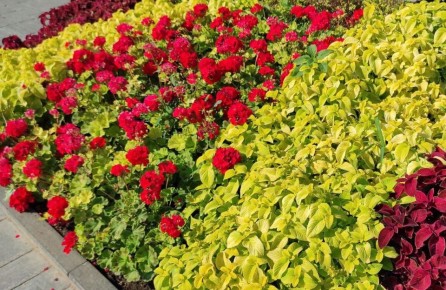 Пеларгония и герань: кто есть кто в мире цветов?