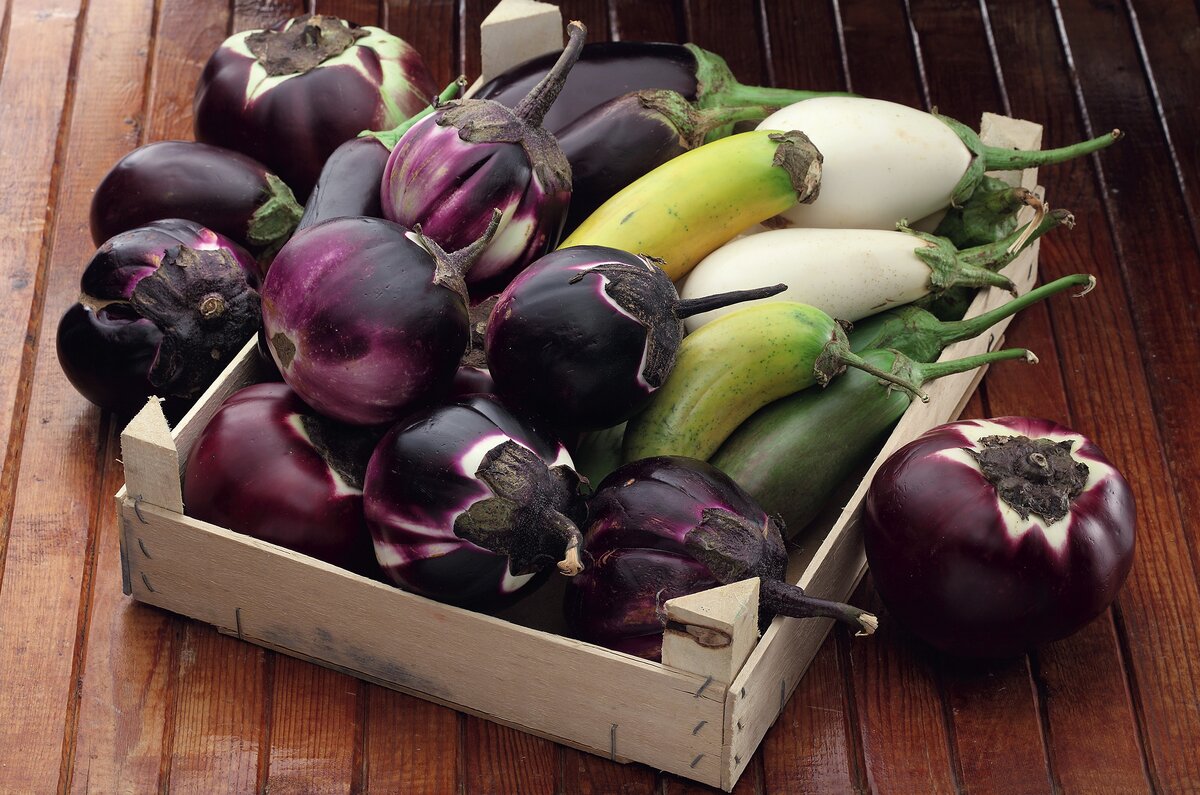 Синенькие и не только: сорта и гибриды баклажанов для каждого огорода