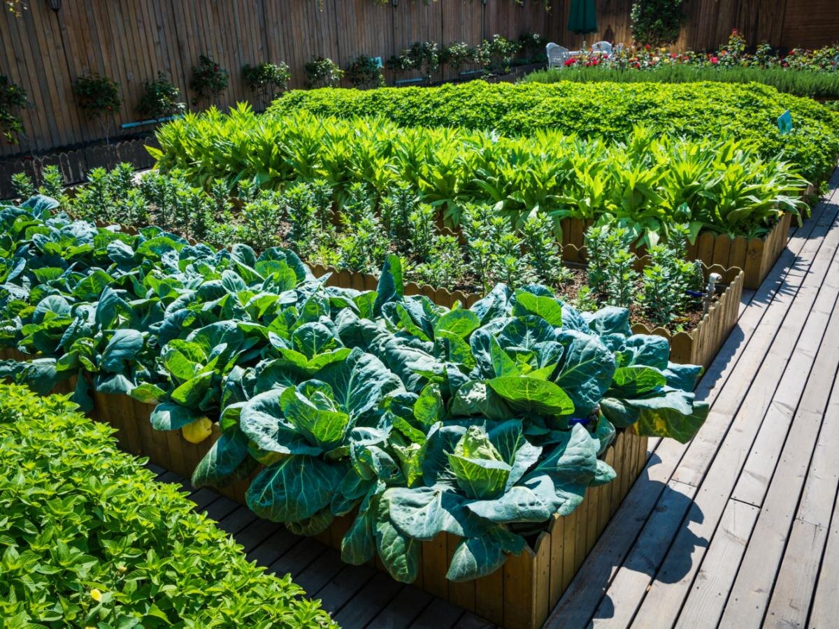 Теплый старт для дачного сезона: как кипяток спасает урожай