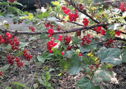 ������� ����� ��� ������� �����������: ��� ������� � ���������� ��������������