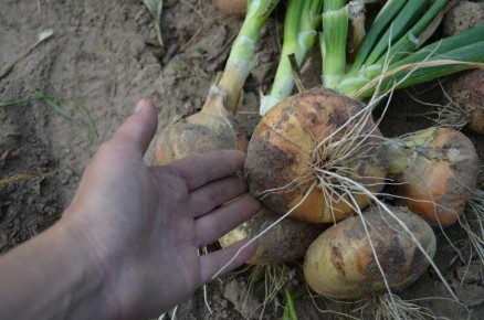 ������� ��������� ����� ����: ��� �������� ��� ������� �������