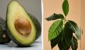 Как вырастить авокадо дома: 9 секретов от садоводов