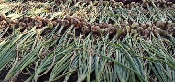 ��� ��������� ������� ��� � �������� �������� ������