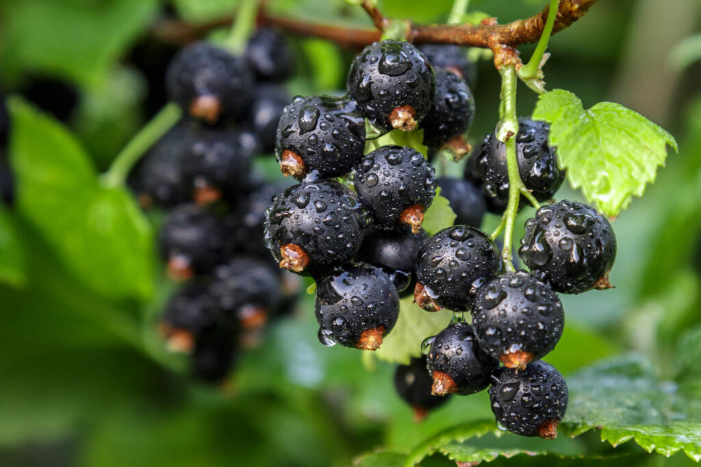 Секреты подкормки черной смородины для сладкого и крупного урожая