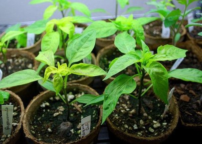 Как правильно вырастить рассаду перца для открытого грунта