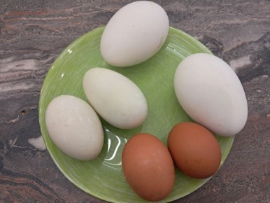 Гусиные и утиные яйца: стоит ли их есть?