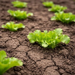 ��� ������� ����� ������ �������� ������ ������