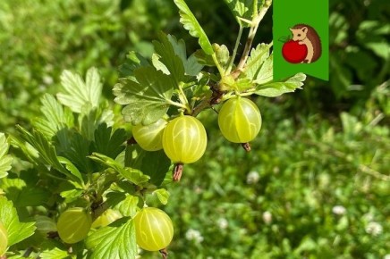 ���� �� ����������� � �������: ������� ��� �������� ������