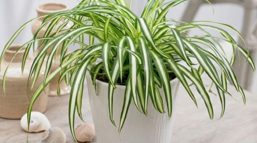 ��� ��������� ������ ����������: ������� ��������� �����