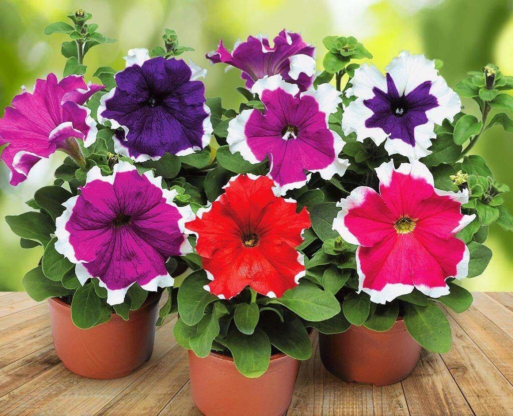 Не упустите шанс: успейте посеять растения до конца января