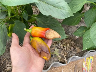 ����������� ������� �������� ��������� ����� �� ������