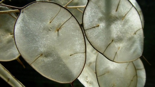 �������: ������� � �������� �������� ����������� ��������