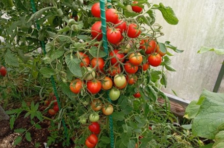 Коктейльные томаты: новое слово в мире овощеводства