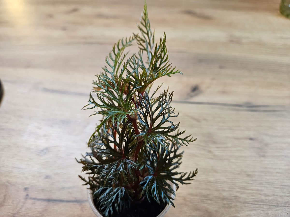 Неудачная покупка: три необычных растения, которые изменили мое представление о цветоводстве