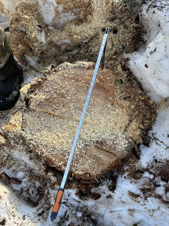 В Островском районе полицейские возбудили уголовное дело за незаконную рубку леса
