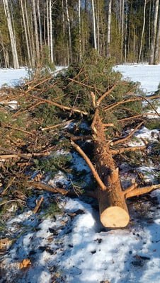 В Островском районе полицейские возбудили уголовное дело за незаконную рубку леса В Островском районе полицейские возбудили уголовное дело за незаконную рубку леса