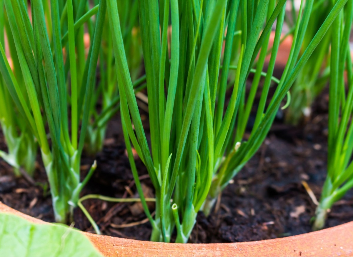 Как вырастить зелёный лук на подоконнике: секреты зимнего огорода