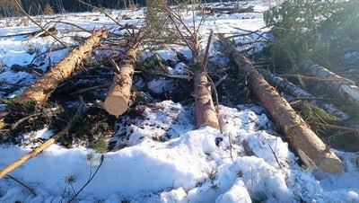 В Островском районе полицейские возбудили уголовное дело за незаконную рубку леса В Островском районе полицейские возбудили уголовное дело за незаконную рубку леса