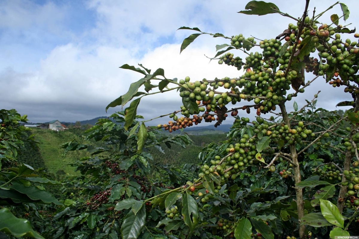 Цена квинталя кофе в Гондурасе снизилась на $100