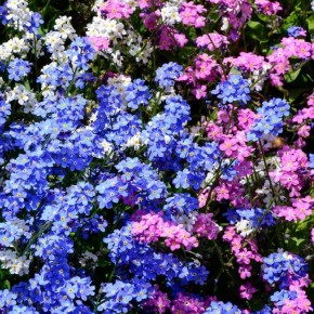 Незабудки: как вырастить голубое чудо в вашем саду