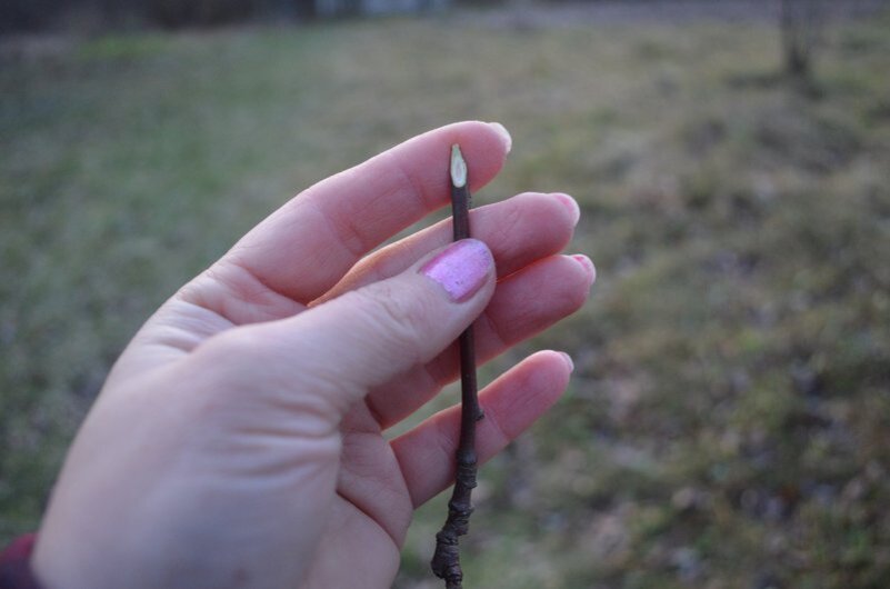 Заготовка черенков плодовых деревьев и ягодных кустарников: секреты хранения