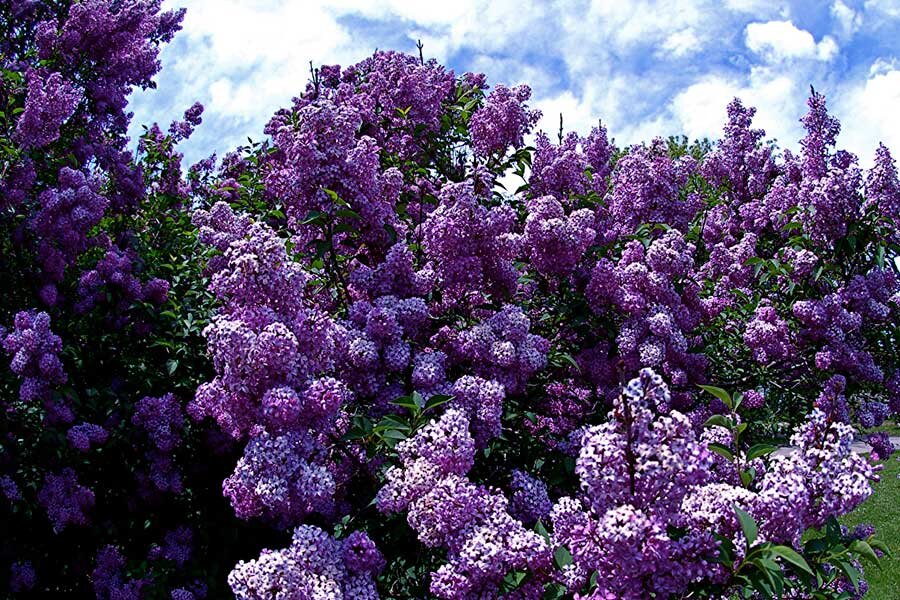 Почему сирень не цветет: 6 ключевых причин и простые советы