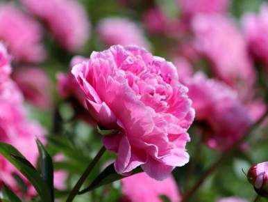 ������ ������� ��������: ������ � ����������� ���������� ������