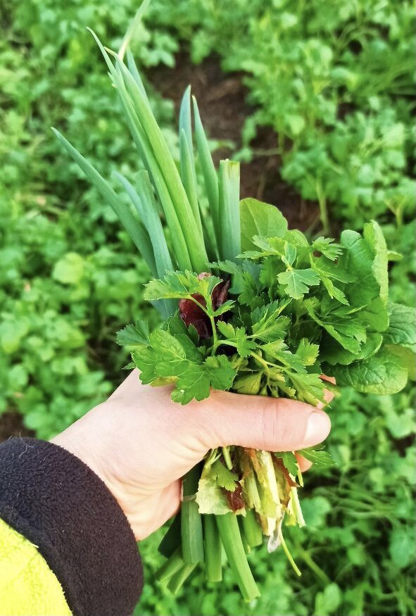 Секреты успешного выращивания петрушки: как получить богатый урожай