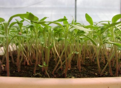 ��� ��������� ������� ����� ��� �������: ������ � �������