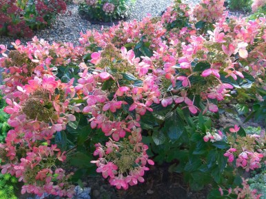 ���������� ��������� ������� ����: �������, ������������� ������