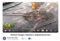 Секреты успешной посадки и обрезки винограда: советы экспертов