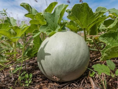 ��� ������� ���������� ���� � �������� ������� ��� ������