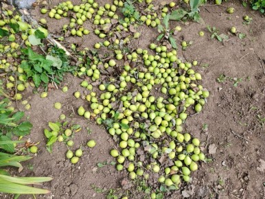 Как спасти урожай: причины опадения завязей на яблонях и грушах