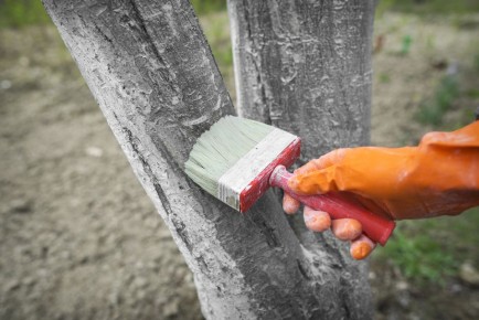 Почему садоводы белят деревья осенью: секреты и советы