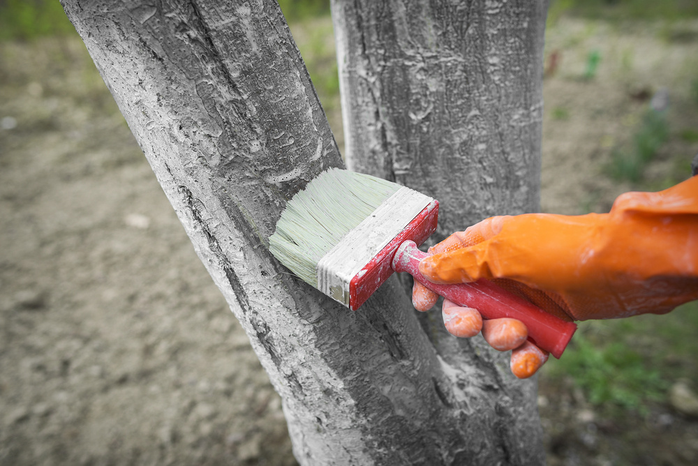 Почему садоводы белят деревья осенью: секреты и советы