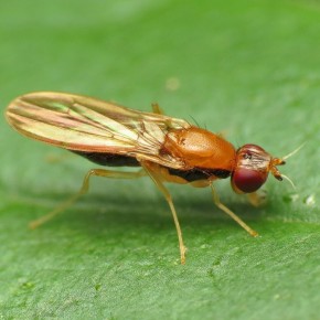 ����� ���������� ������: ����� � ��� ���������� �� ��������� ����